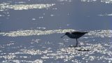 bird finds food in lake