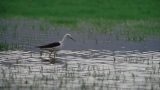 bird on lake in Hula Valley