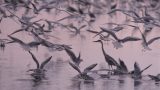 birds flying over lake